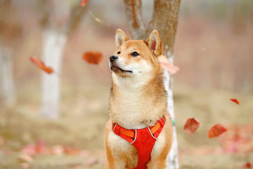 Nowa taktyka hakerów wymierzona w posiadaczy SHIBA INU (SHIB)
